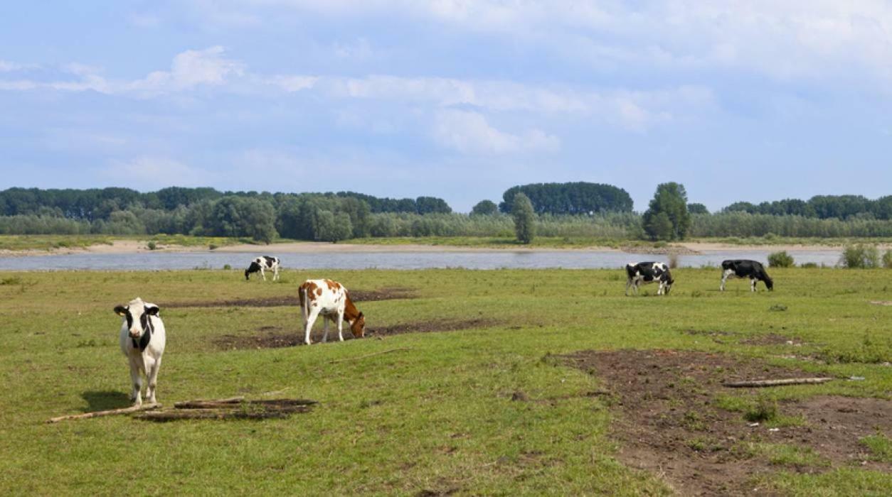 Hoeve De Pippert Hotel Ophemert ภายนอก รูปภาพ